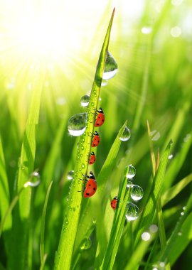 çiy damlaları ve ladybirds