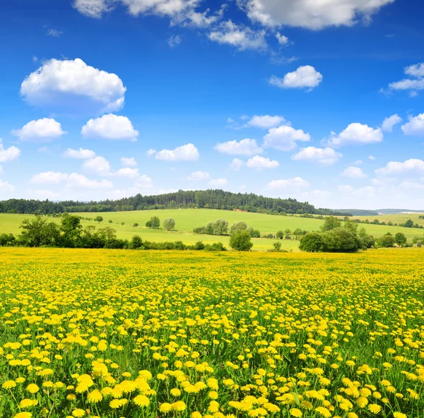 Paardebloemen op weide — Stockfoto