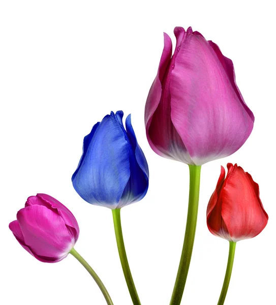 Tulips — Stock Photo, Image