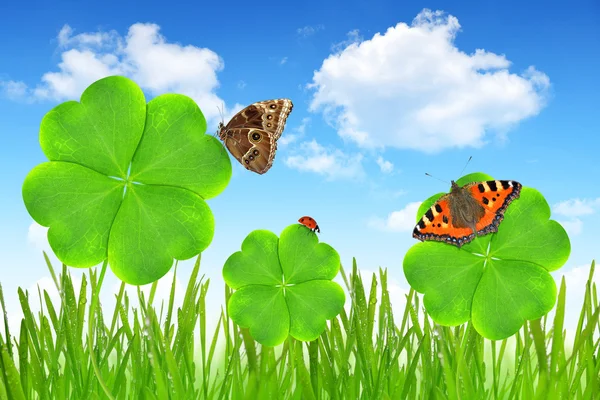 Clover leaf and butterflies — Stock Photo, Image