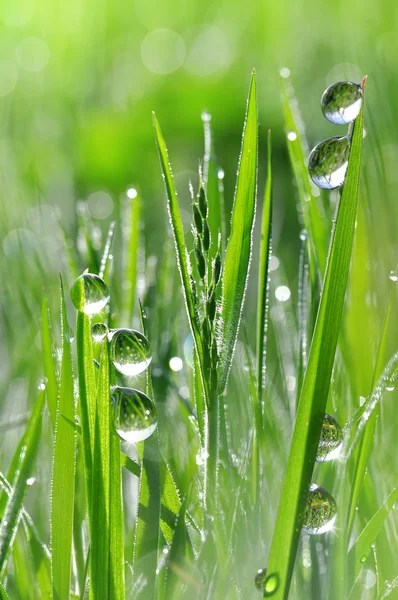 Gotas de orvalho — Fotografia de Stock