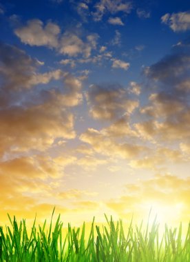 Gündoğumu taze nemli yeşil çim