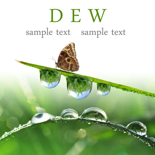 Dew drops and butterfly — Stock Photo, Image