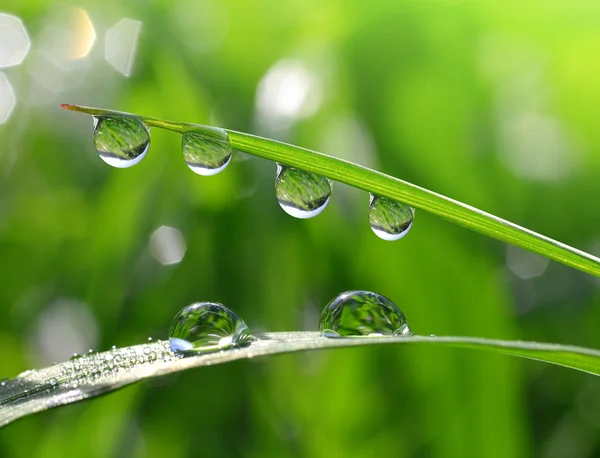 Gotas de orvalho — Fotografia de Stock