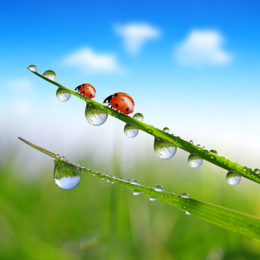 çiğ ve ladybirds