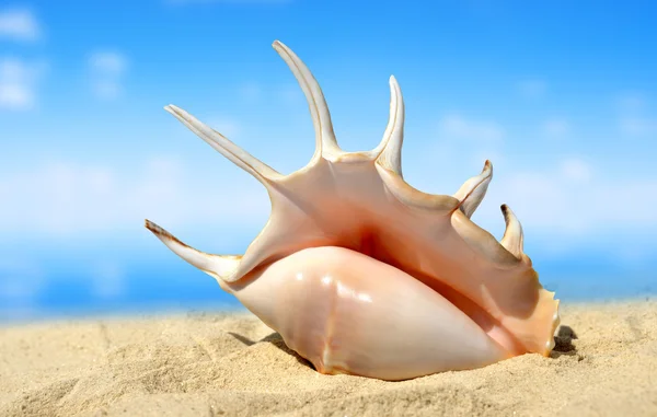 Sea shell — Stock Photo, Image