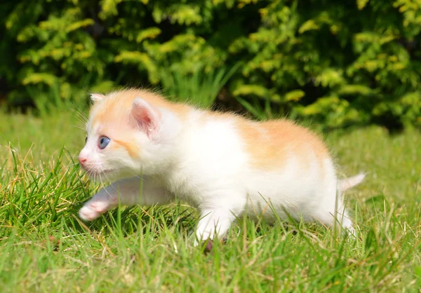 Gato jovem — Fotografia de Stock