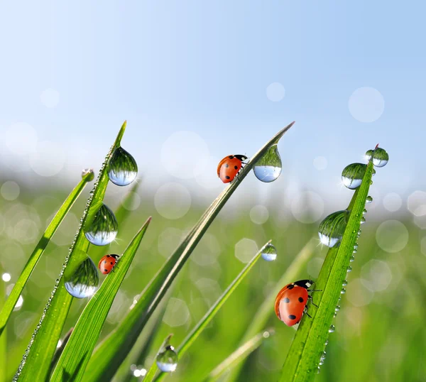 Dew and ladybirds — Stock Photo, Image