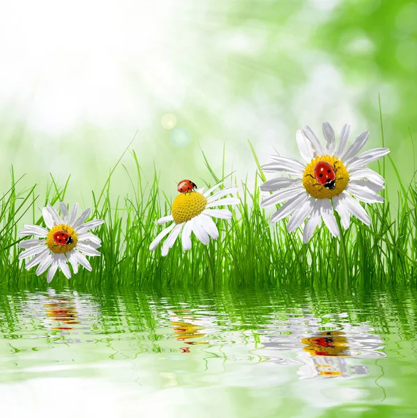 Fresh green grass with daisies — Stock Photo, Image