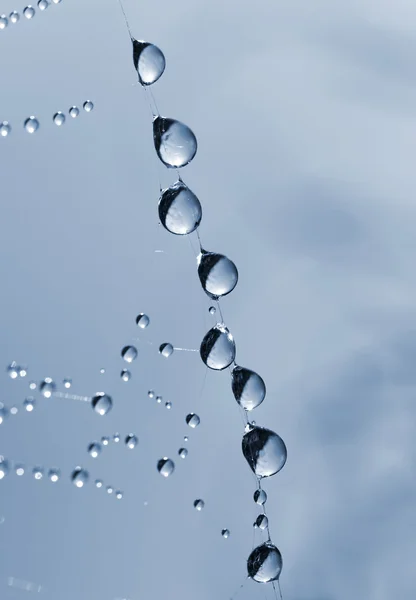 Spider web with dew drops — Stock Photo, Image