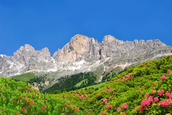 Dolomit toppar, rosengarten — Stockfoto