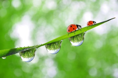 çiğ ve ladybirds