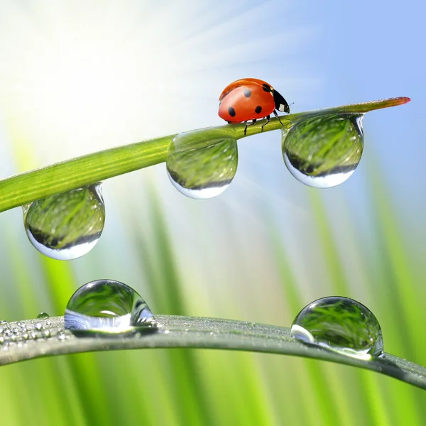 Rosée du matin fraîche et coccinelle — Photo