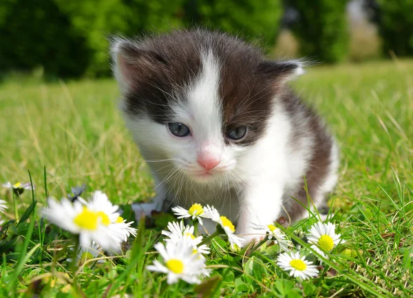 Küçük yavru kedi — Stok fotoğraf