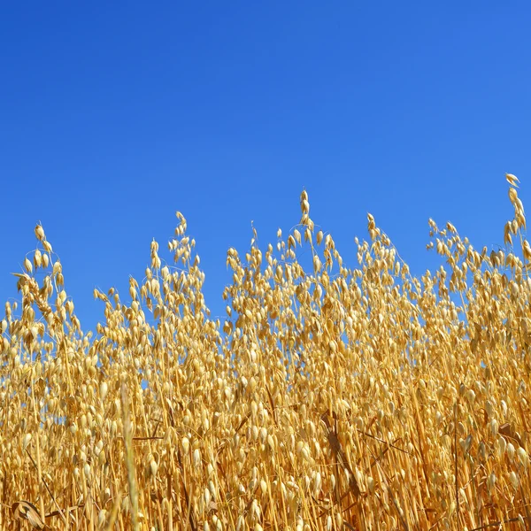 Oats field — Stock Photo, Image