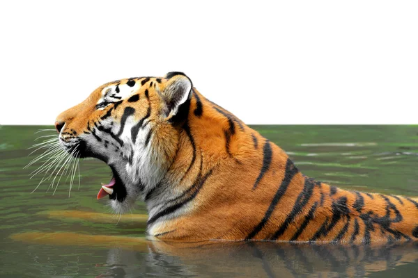 Sibirisk tiger — Stockfoto