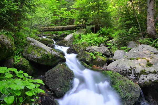 Fiume di montagna — Foto Stock