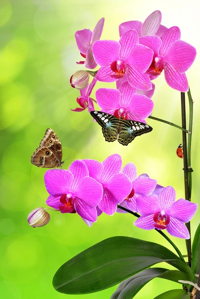 Orquídea púrpura — Foto de Stock