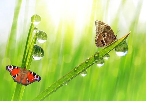 Dew drops and butterflies — Stock Photo, Image