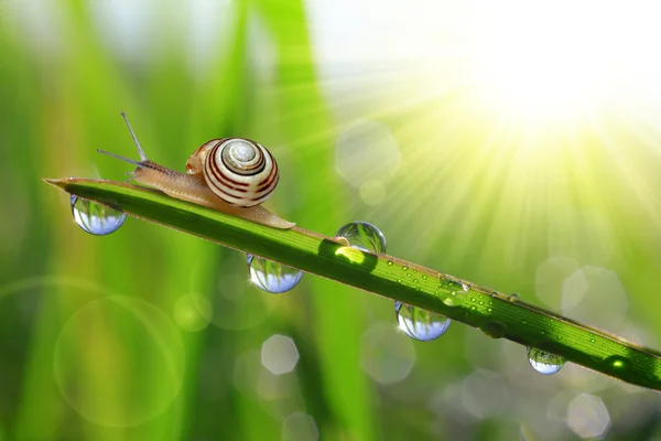 Escargot sur herbe rosée — Photo