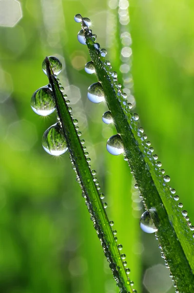 Dew drops closeup — Stock Photo, Image