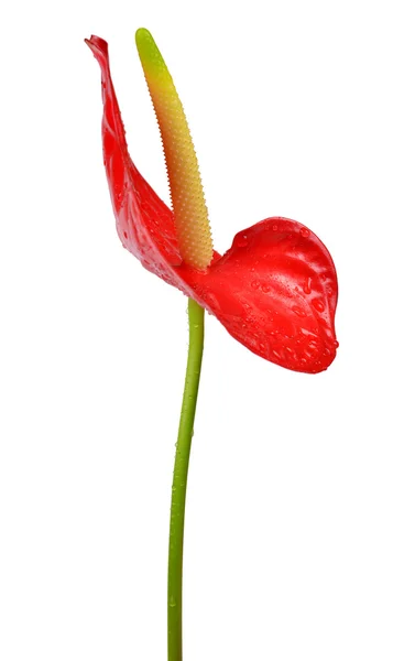 Dewy Anthurium bloem — Stockfoto