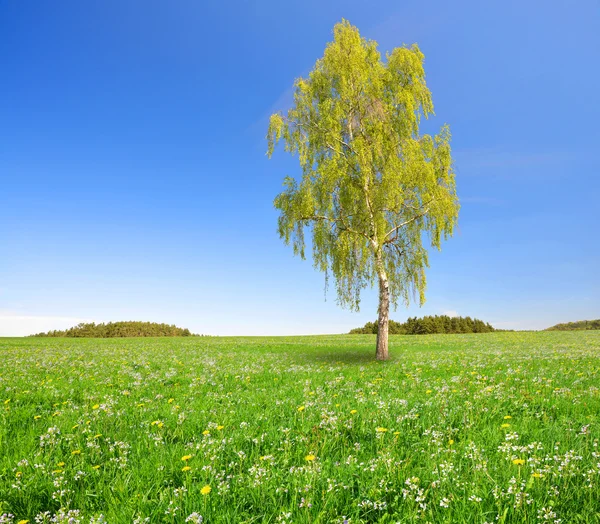 Björken — Stockfoto