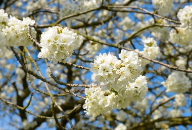 bahar çiçekleri kiraz ağacı
