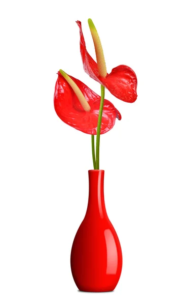 Red Anthurium bloemen in vaas — Stockfoto