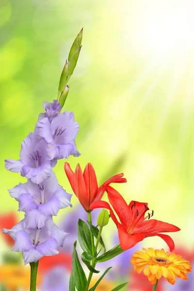 Spring flowers — Stock Photo, Image