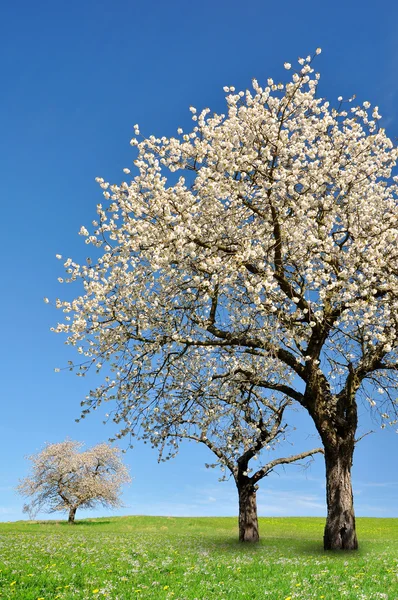 Blommande körsbärsträd — Stockfoto