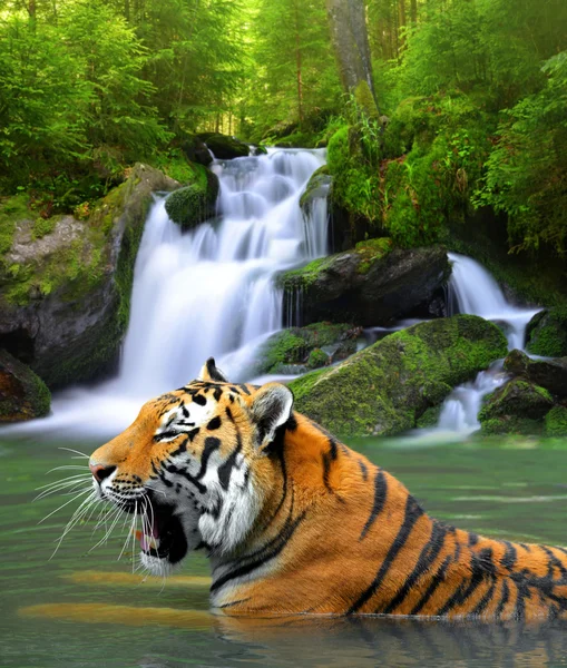 Tigre siberiano —  Fotos de Stock