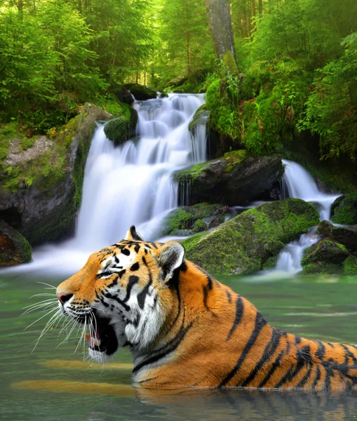 Tigre siberiano — Foto de Stock