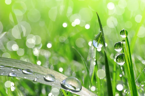 Erba fresca verde con goccia di rugiada primo piano — Foto Stock