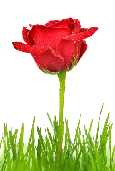 涙にぬれた緑の芝生と赤いバラ — ストック写真