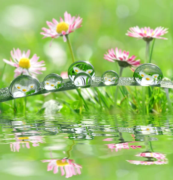 Hierba fresca con gotas de rocío — Foto de Stock