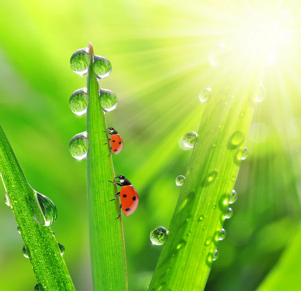 Çiğ ve ladybirds — Stok fotoğraf