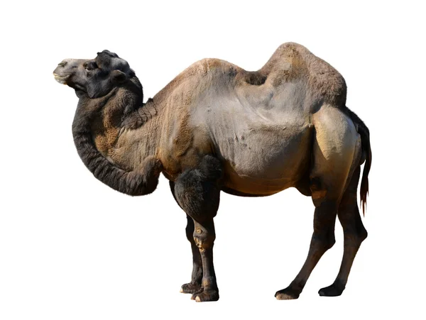 Camel — Stockfoto