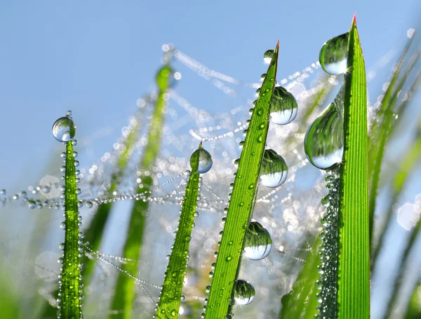 Fecho de gota de orvalho — Fotografia de Stock