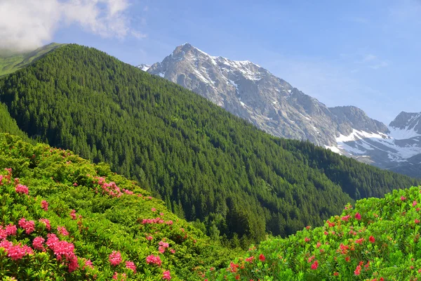 Pohled na hory z údolí Antholzertal — Stock fotografie