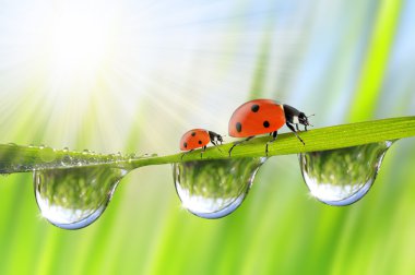çiğ ve ladybirds