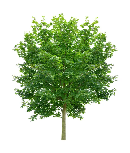 Baum — Stockfoto