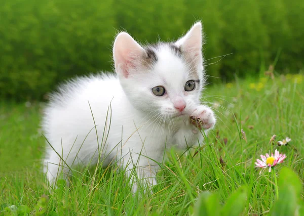 Pequeño gatito — Foto de Stock