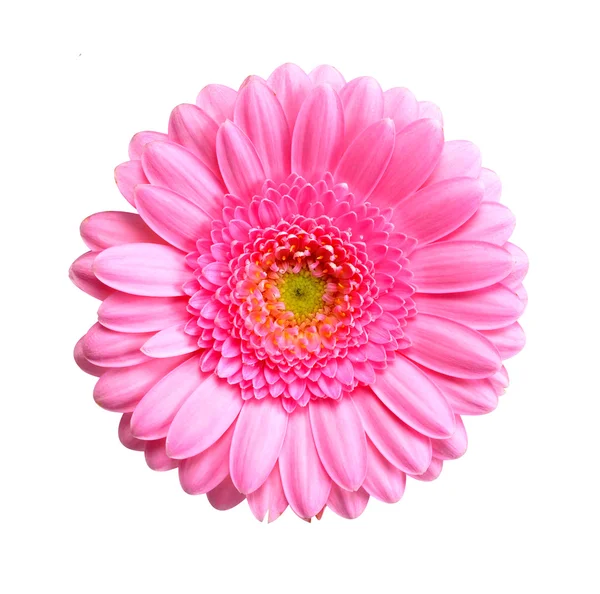 Gerbera květina — Stock fotografie