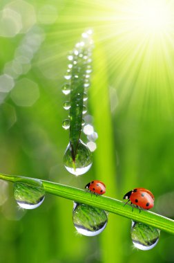 çiğ ve ladybirds