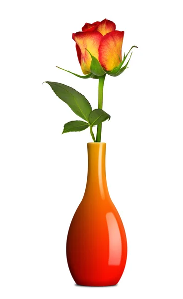 Rose in vase — Stock Photo, Image
