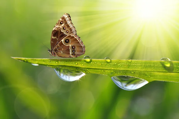 Dew drops and butterfly — Stock Photo, Image