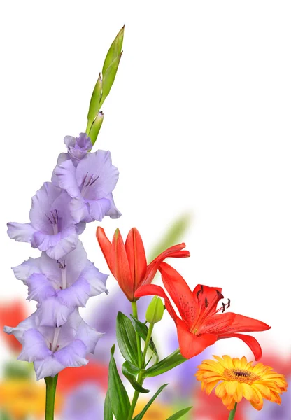 Spring flowers — Stock Photo, Image