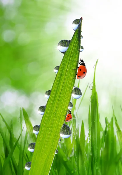 Dauw en lieveheersbeestjes — Stockfoto