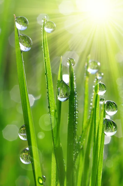 Dew drops closeup — Stock Photo, Image